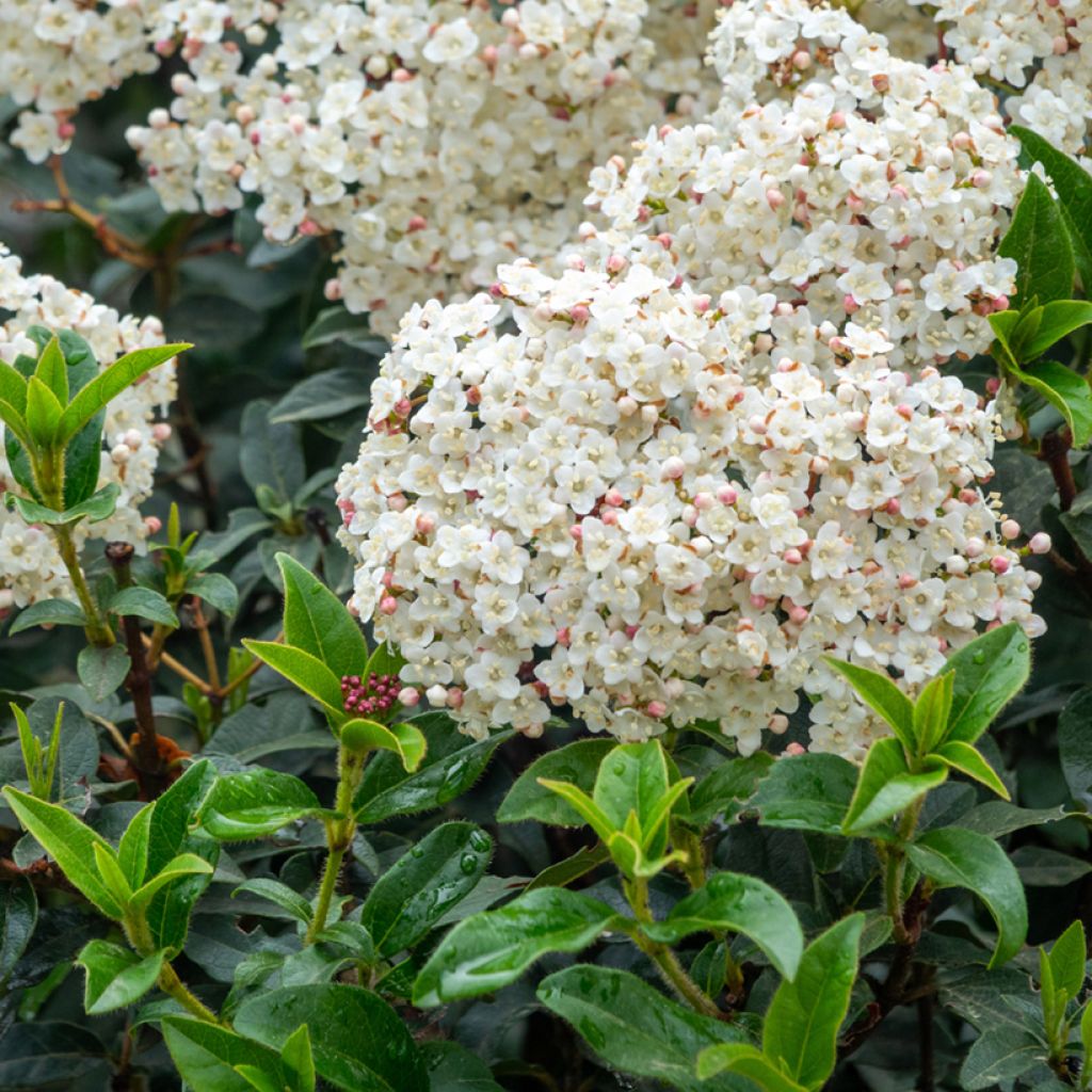Durillo - Viburnum tinus