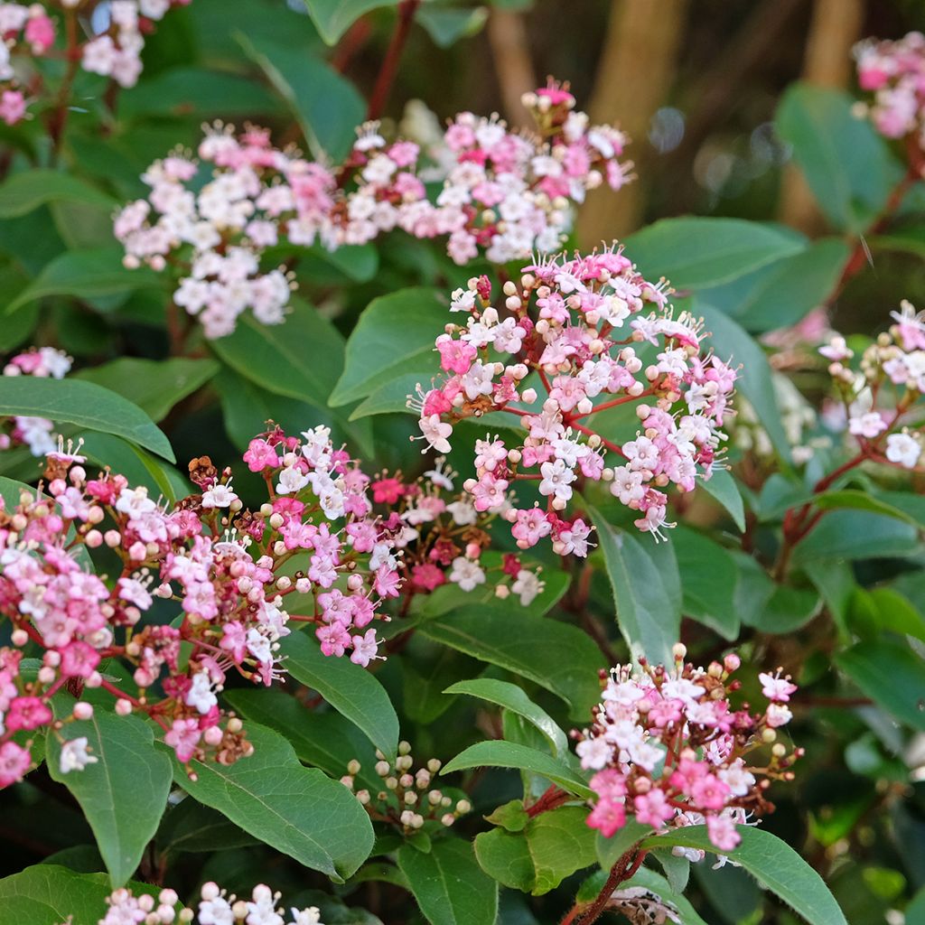 Viburnum tinus Gwenllian - Durillo