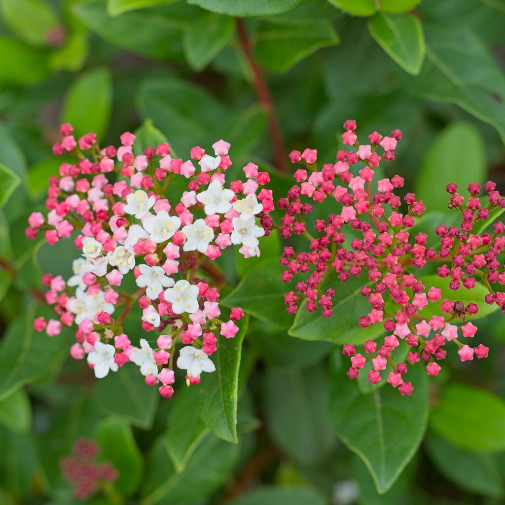 Viburnum tinus Gwenllian - Durillo