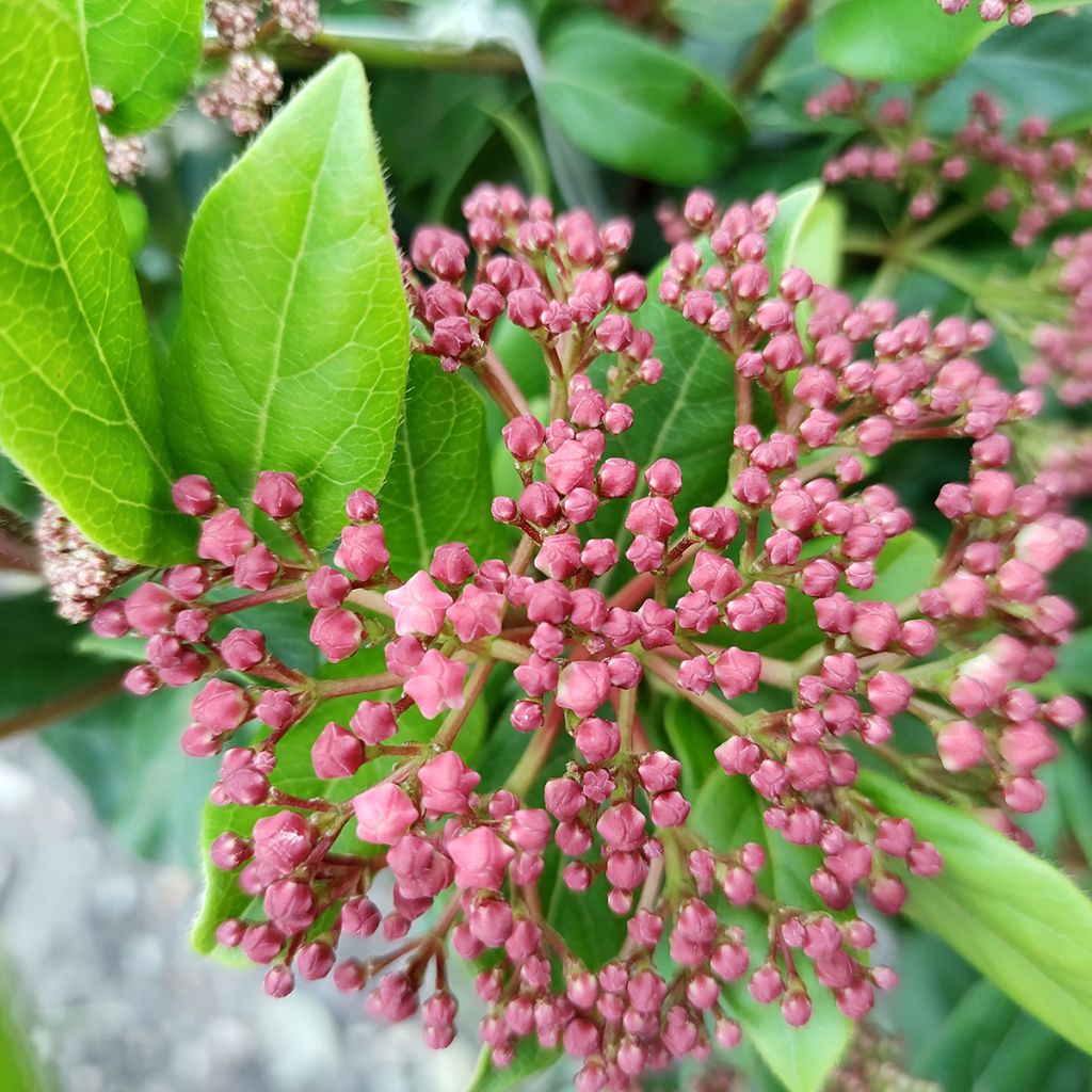 Viburnum tinus Gwenllian - Durillo