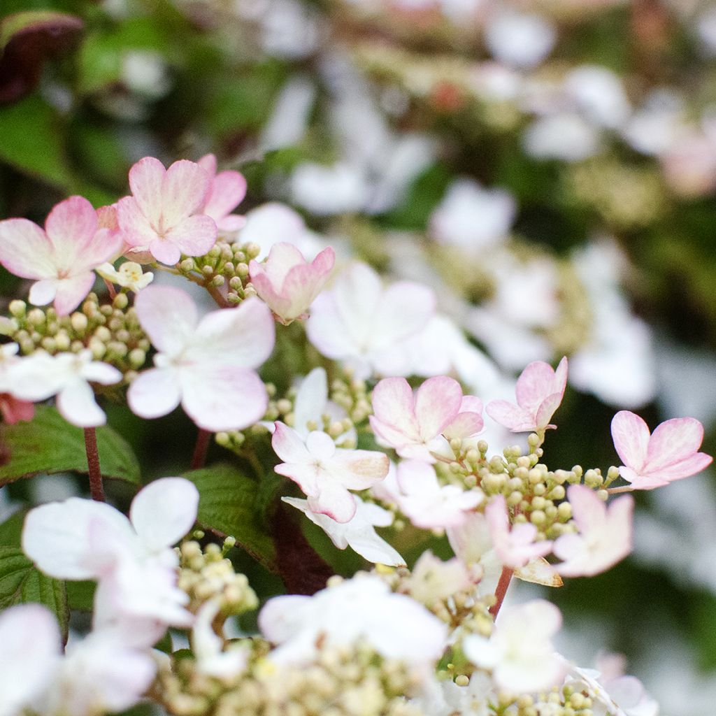 Viburnum plicatum Pinkawai - Viburno de China
