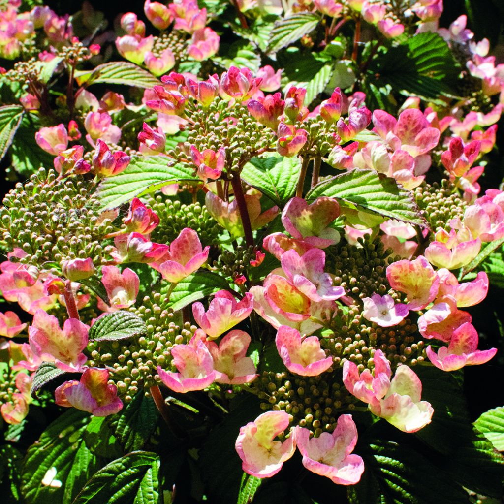 Viburnum plicatum Pinkimono - Viburno de China