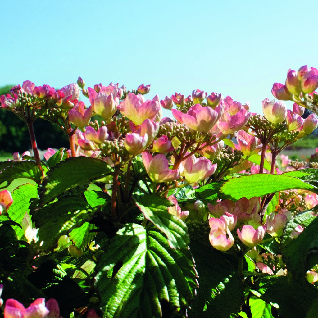 Viburnum plicatum Pinkimono - Viburno de China
