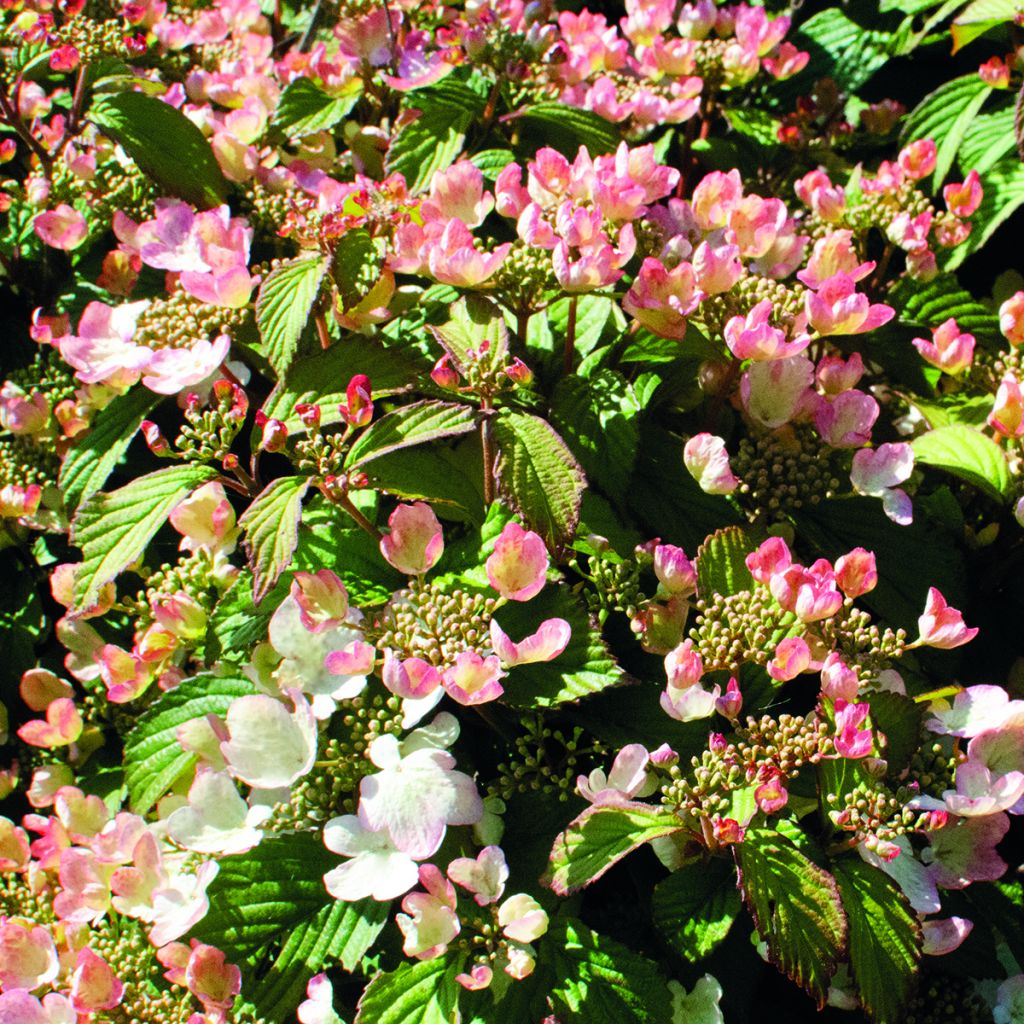 Viburnum plicatum Pinkimono - Viburno de China