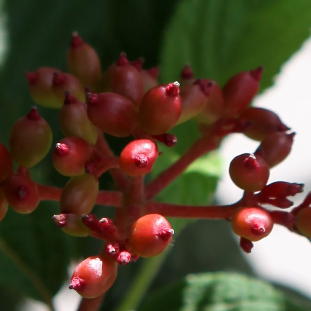 Viburnum plicatum Pinkimono - Viburno de China