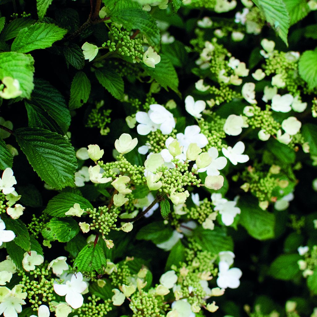 Viburnum plicatum Shirogami - Viburno de China