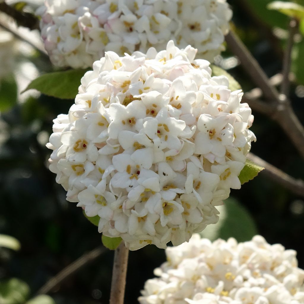 Viburnum carlcephalum - Viburno