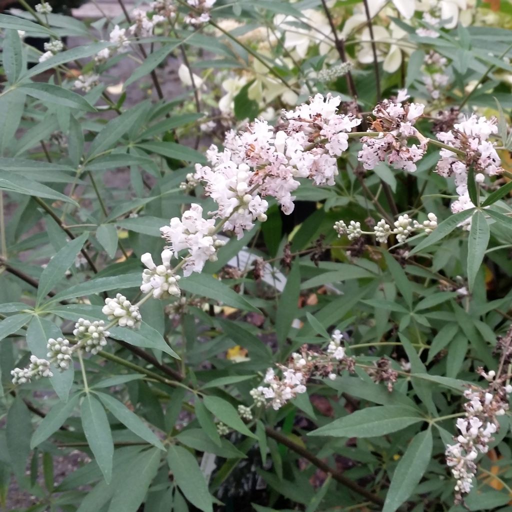 Vitex agnus-castus Albus - Sauzgatillo