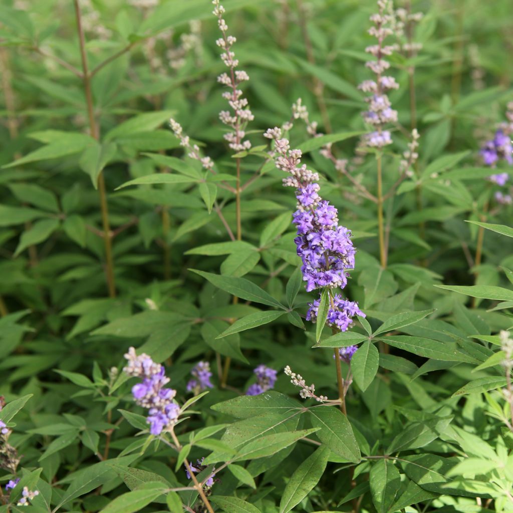 Vitex agnus-castus Queen Bee - Sauzgatillo