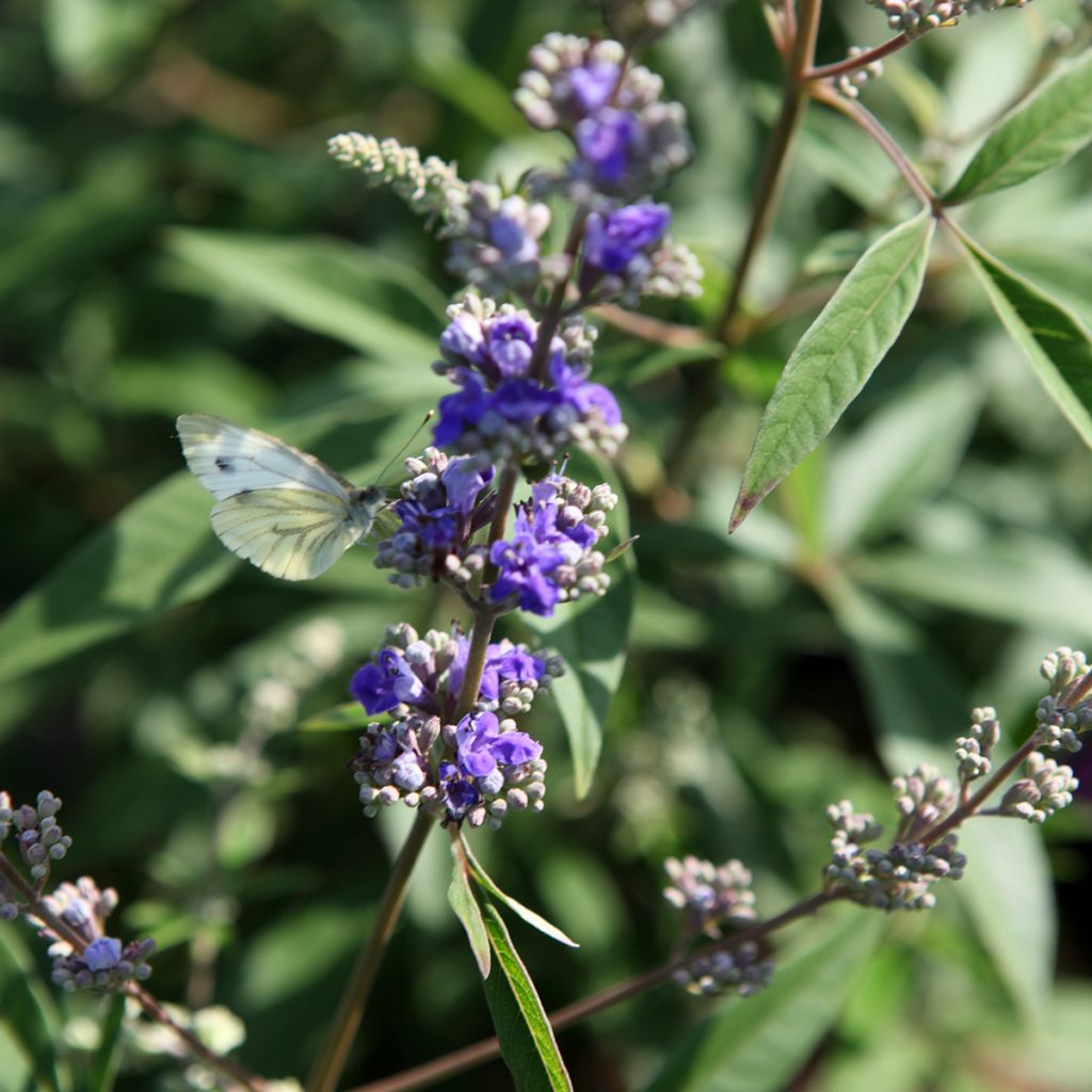 Vitex agnus-castus Queen Bee - Sauzgatillo