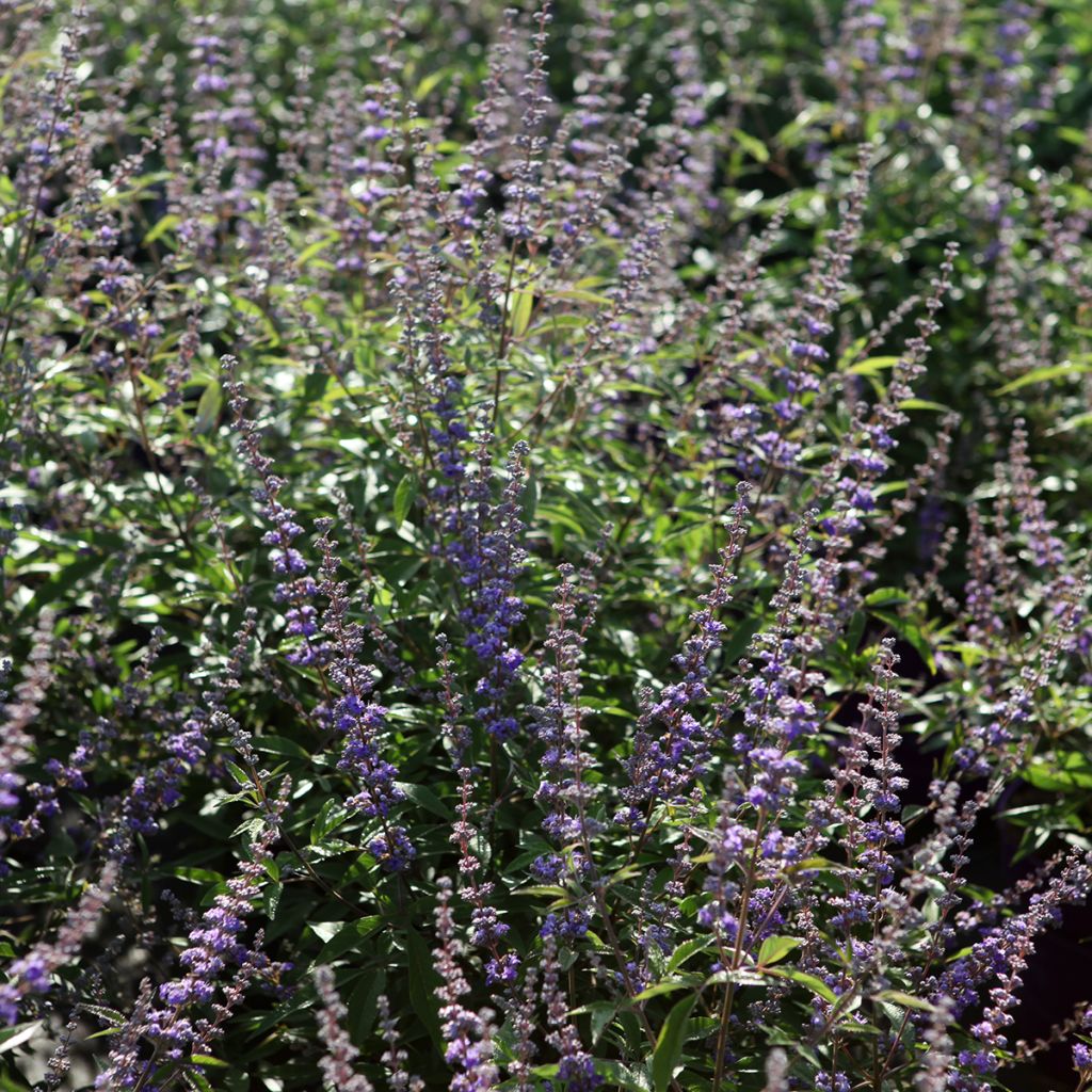 Vitex agnus-castus Queen Bee - Sauzgatillo