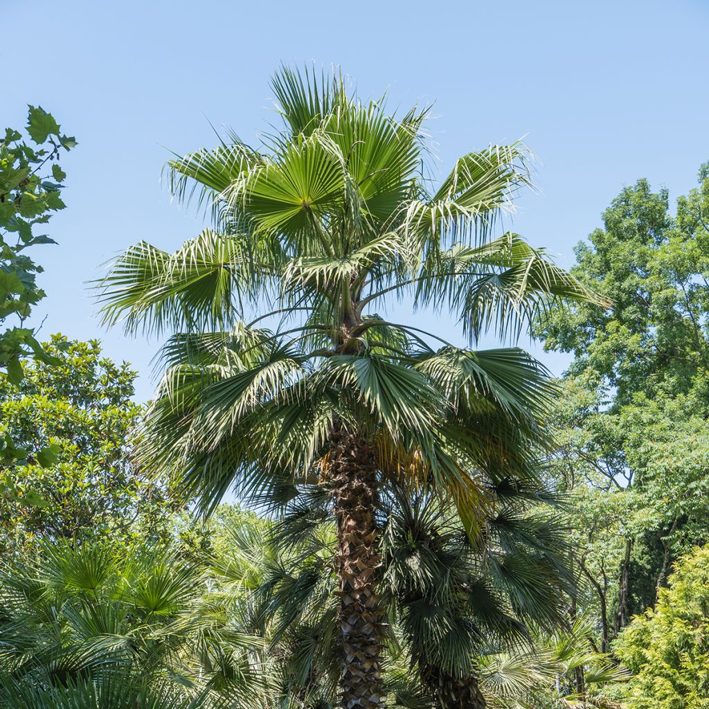 Washingtonia filifera (semillas) - Palma de California