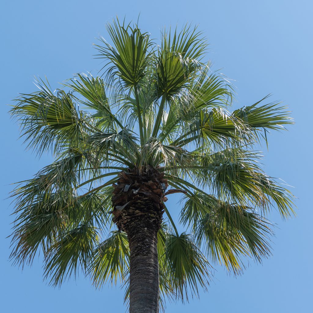 Washingtonia filifera (semillas) - Palma de California