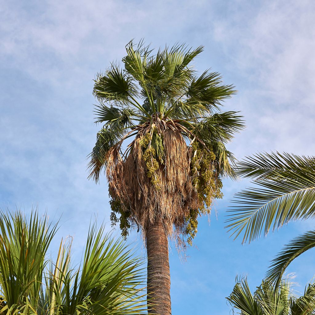 Washingtonia filifera (semillas) - Palma de California