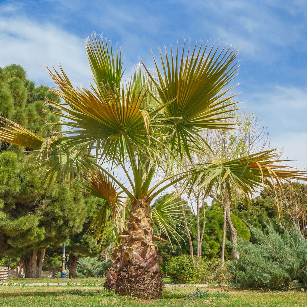 Washingtonia robusta (semillas) - Palmera de abanico