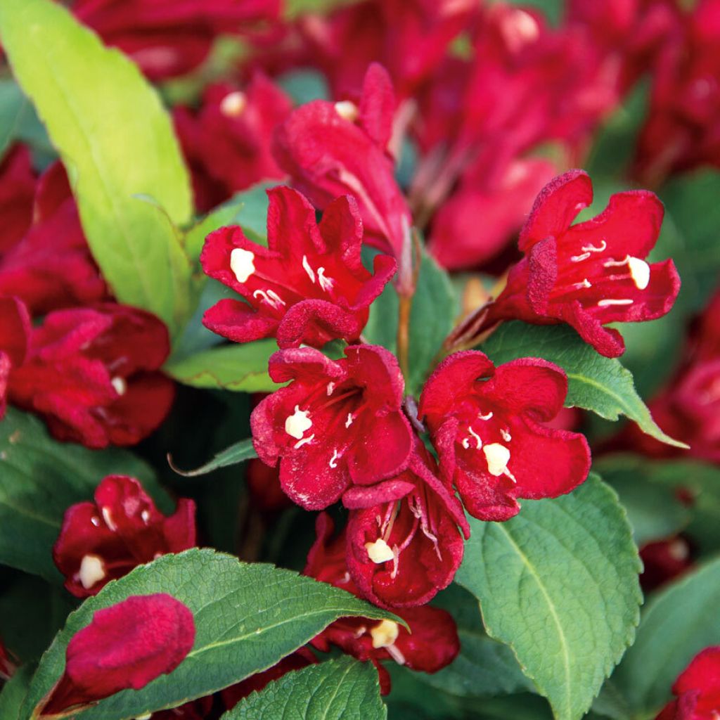 Weigela Cherry Love - Veigela