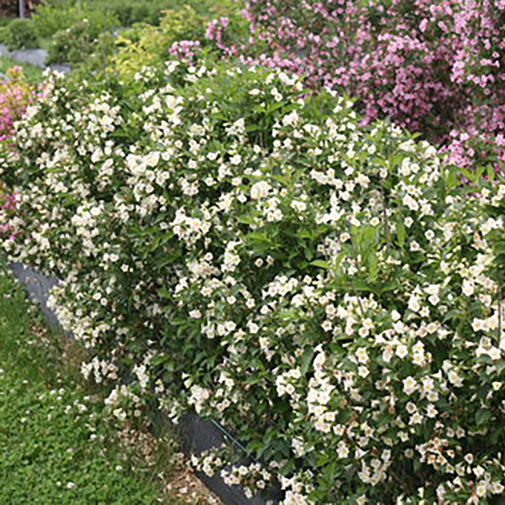 Weigela Colourtwist Sunny Side Up