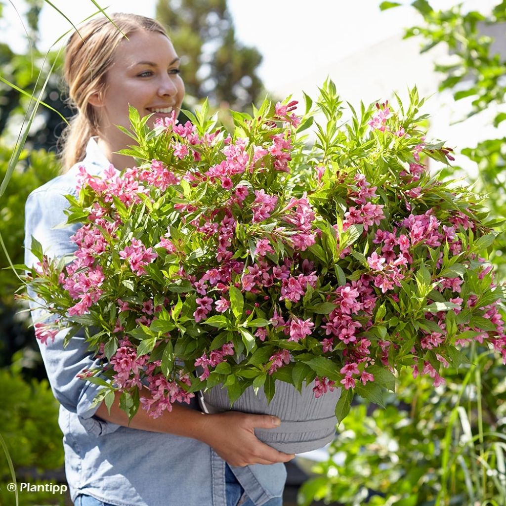 Weigela Picobella Rosa - Veigela