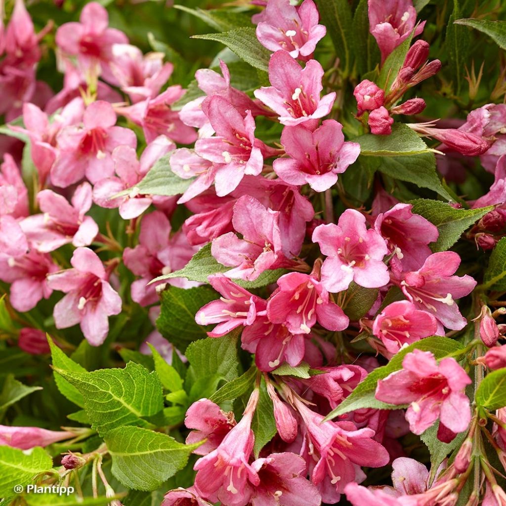 Weigela Picobella Rosa - Veigela