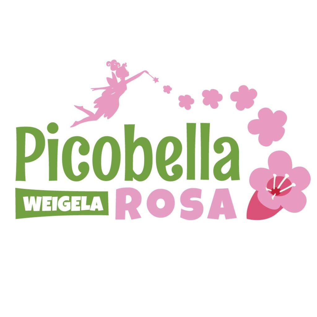 Weigela Picobella Rosa - Veigela