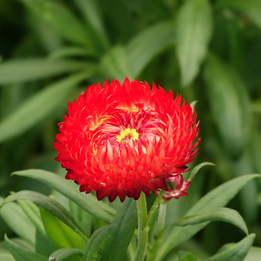 Xerochrysum bracteatum Granvia Red Flame