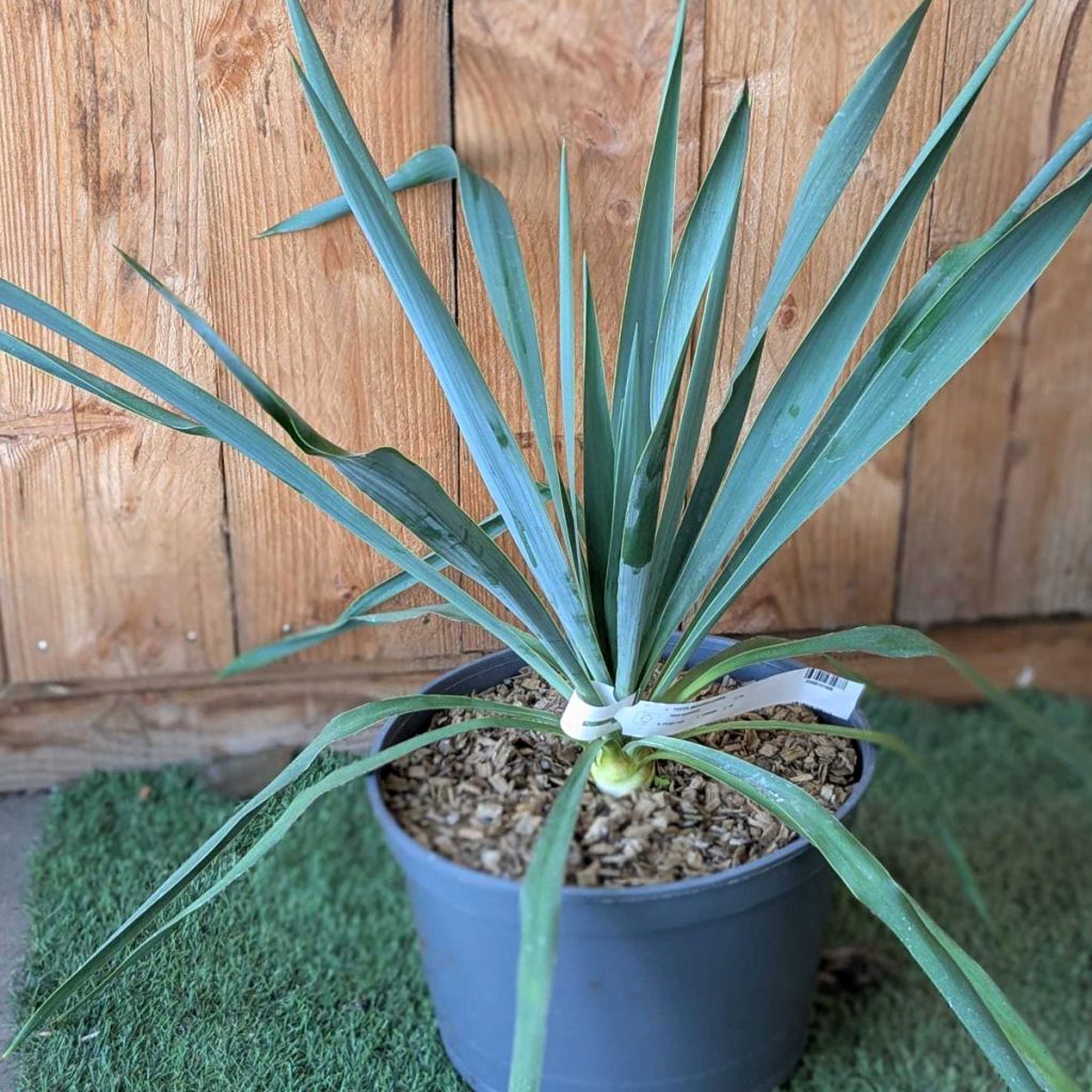 Yucca Silver Anniversary - Aguja de Adán