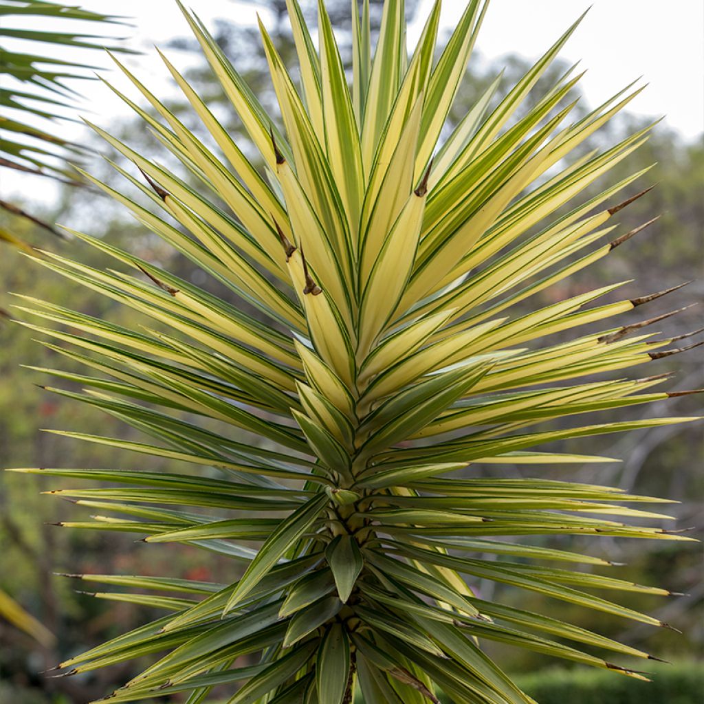 Yucca aloifolia Variegata - Yuca pinchuda