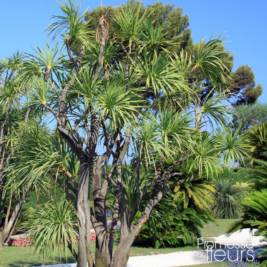 Yucca elephantipes Jewel - Yuca pie de elefante