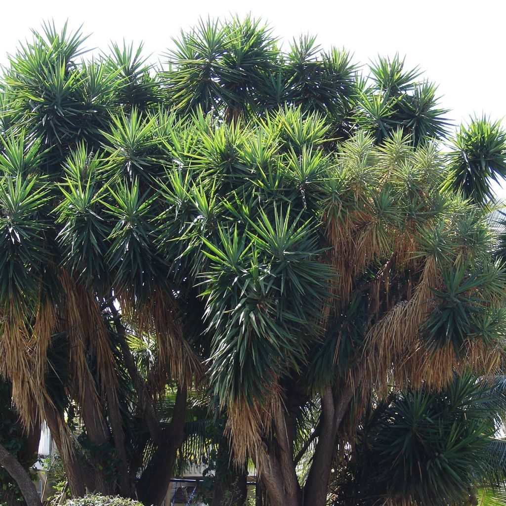 Yucca elephantipes Jewel - Yuca pie de elefante