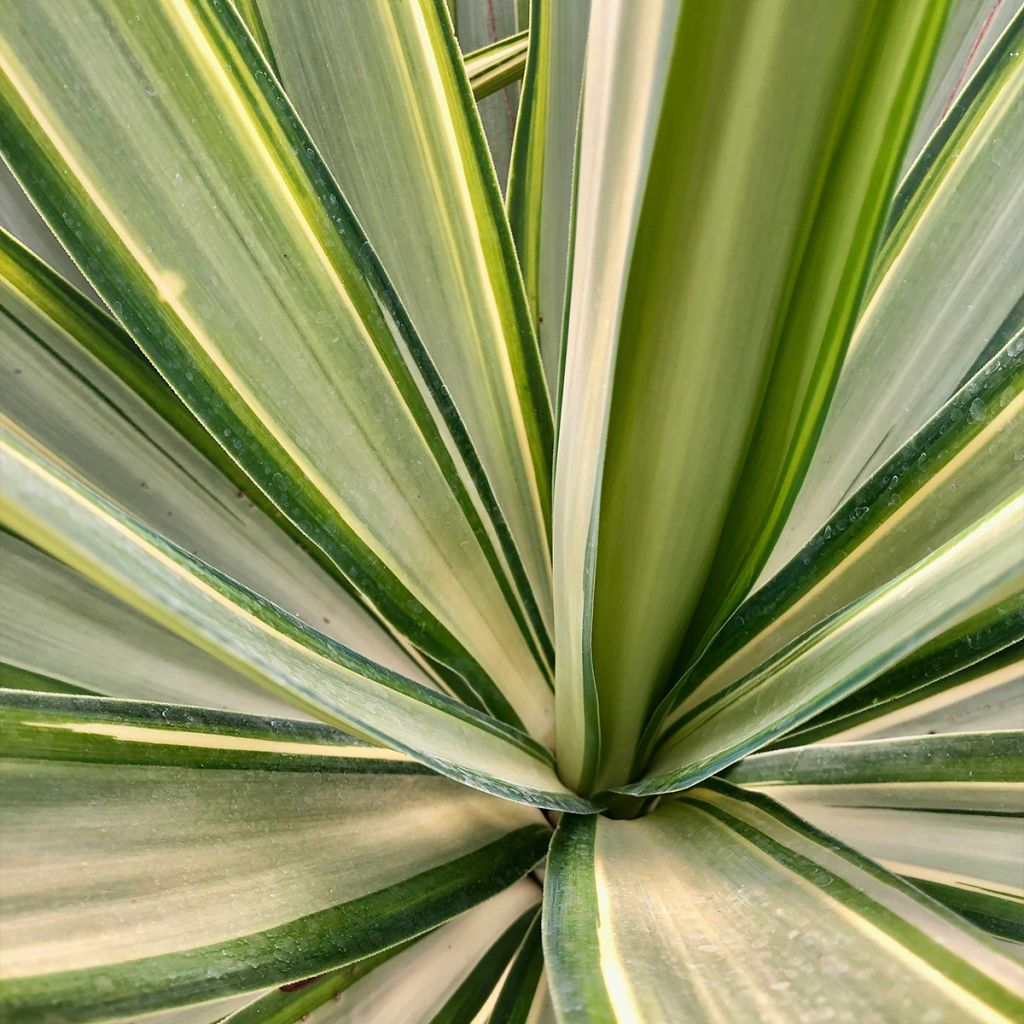 Yucca elephantipes Jewel - Yuca pie de elefante