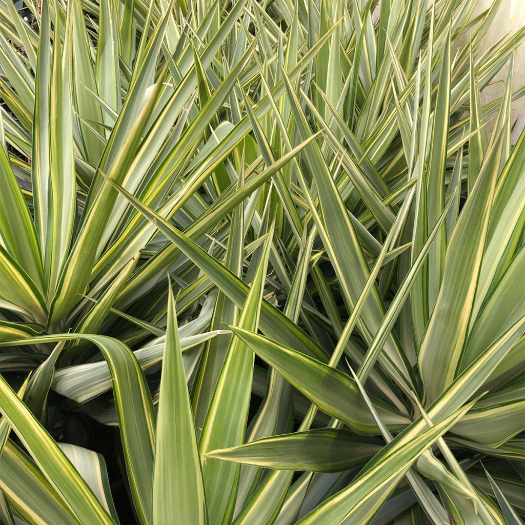 Yucca elephantipes Jewel - Yuca pie de elefante