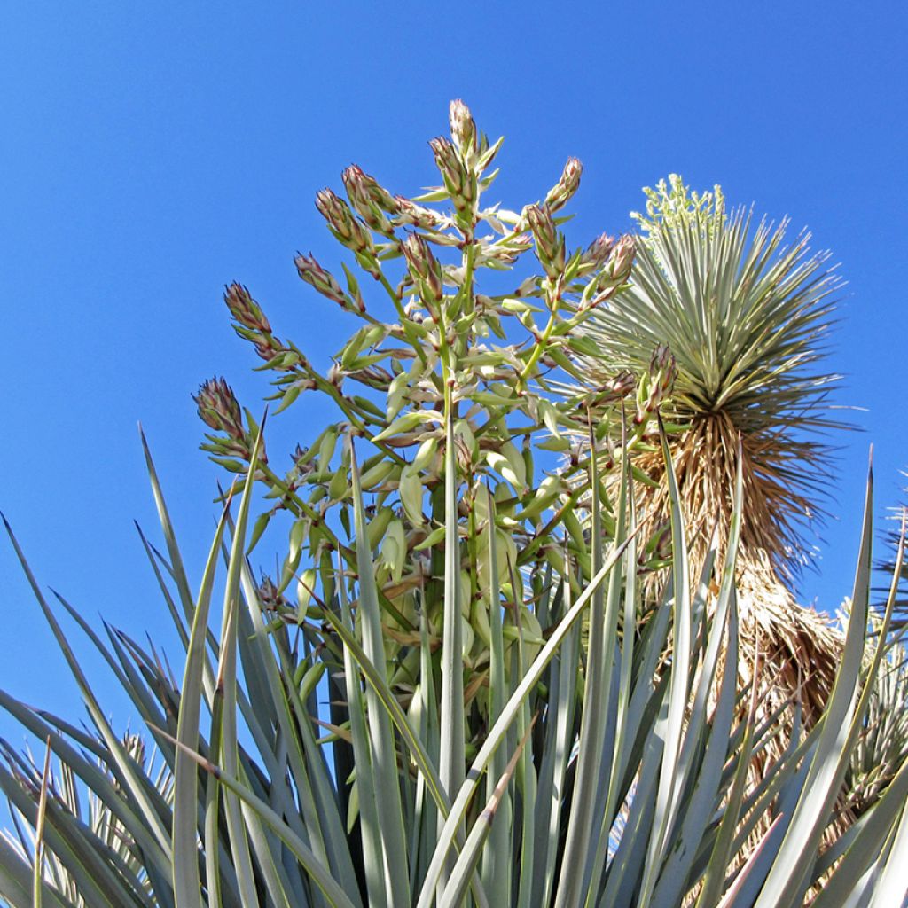 Yucca rigida Blue Sentry - Yuca rígida