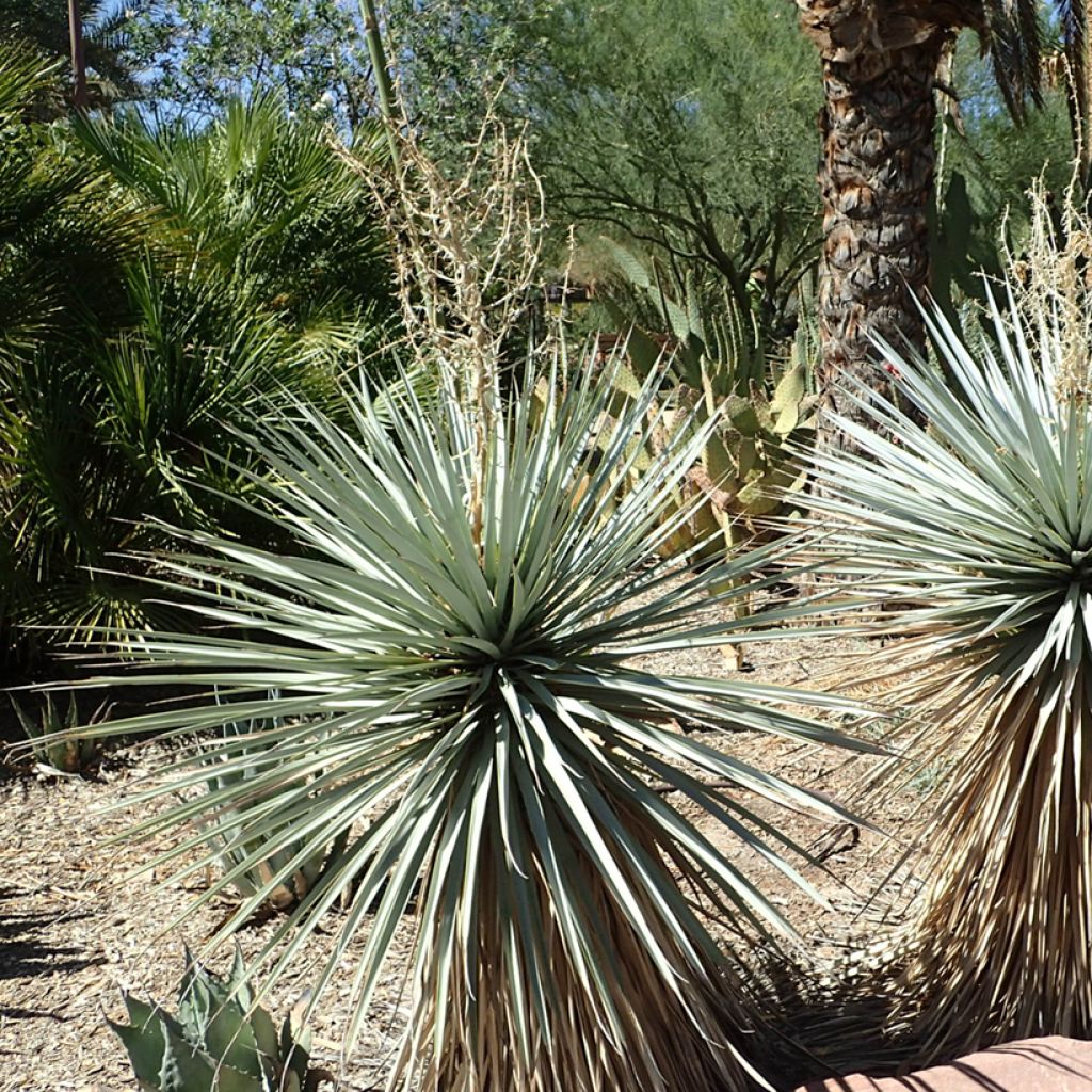 Yucca rigida Blue Sentry - Yuca rígida