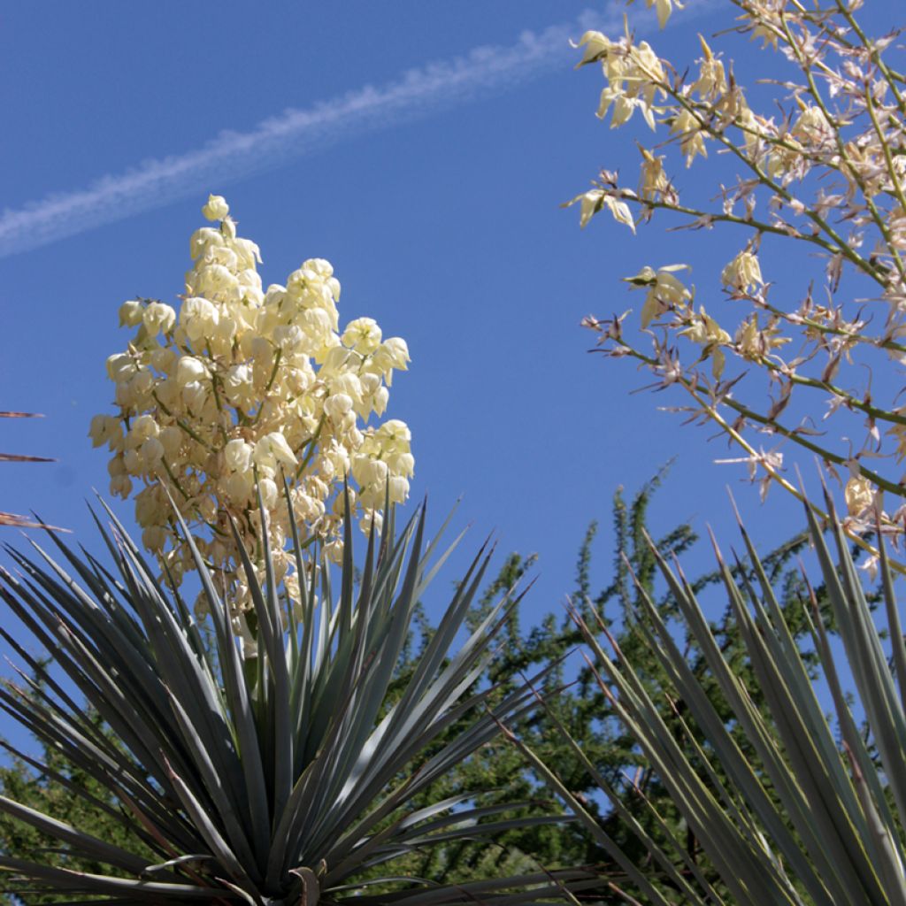 Yucca rigida Blue Sentry - Yuca rígida
