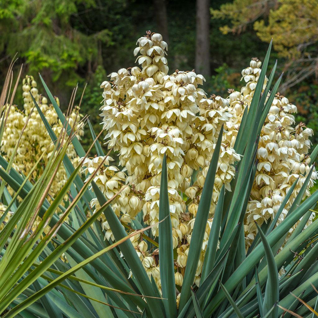 Yucca gloriosa - Daga española