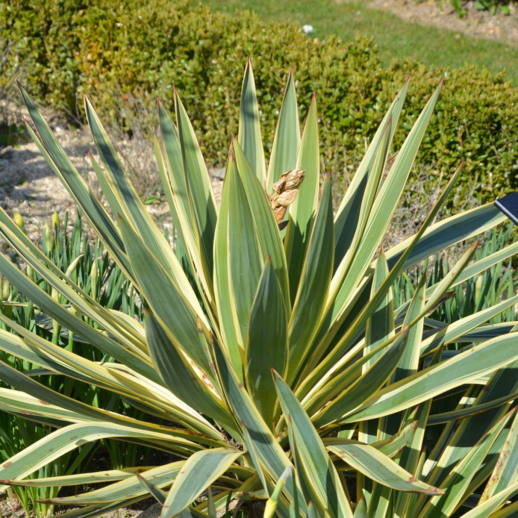 Yucca gloriosa Variegata - Daga española