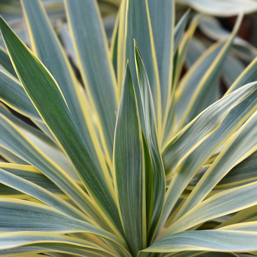 Yucca gloriosa Variegata - Daga española