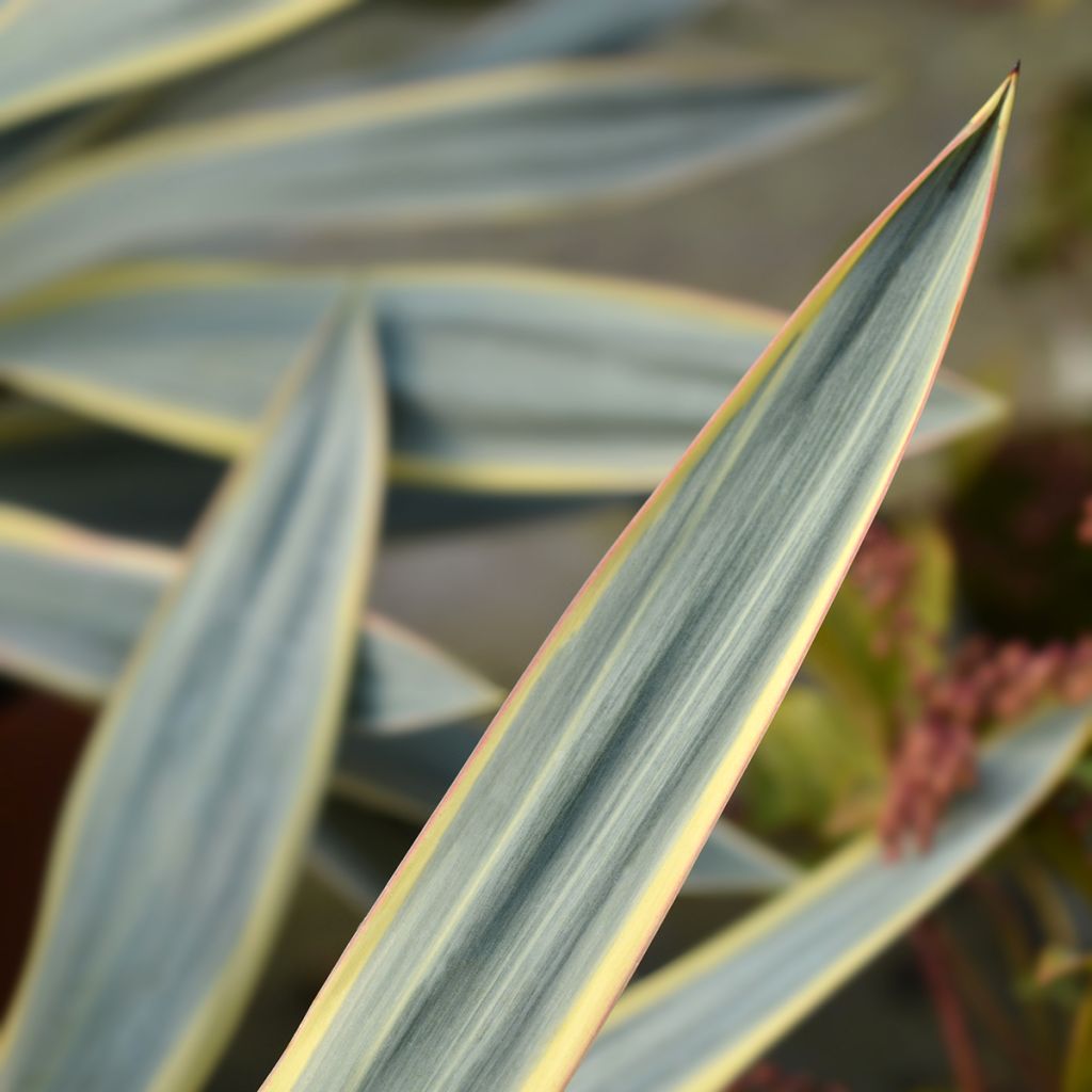 Yucca gloriosa Variegata - Daga española