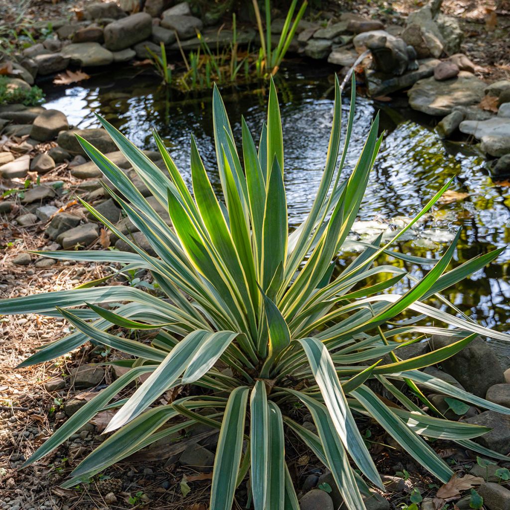 Yucca gloriosa Variegata - Daga española