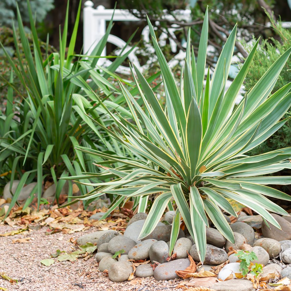 Yucca gloriosa Variegata - Daga española