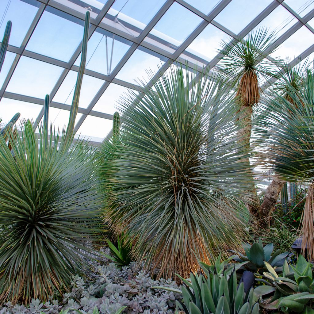Yucca rostrata Sapphire Skies - Yuca rostrata