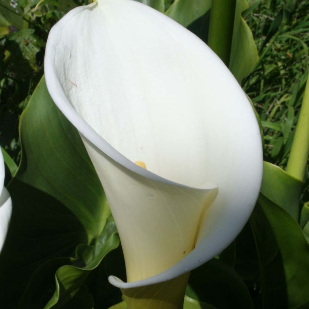 Zantedeschia aethiopica - Cala