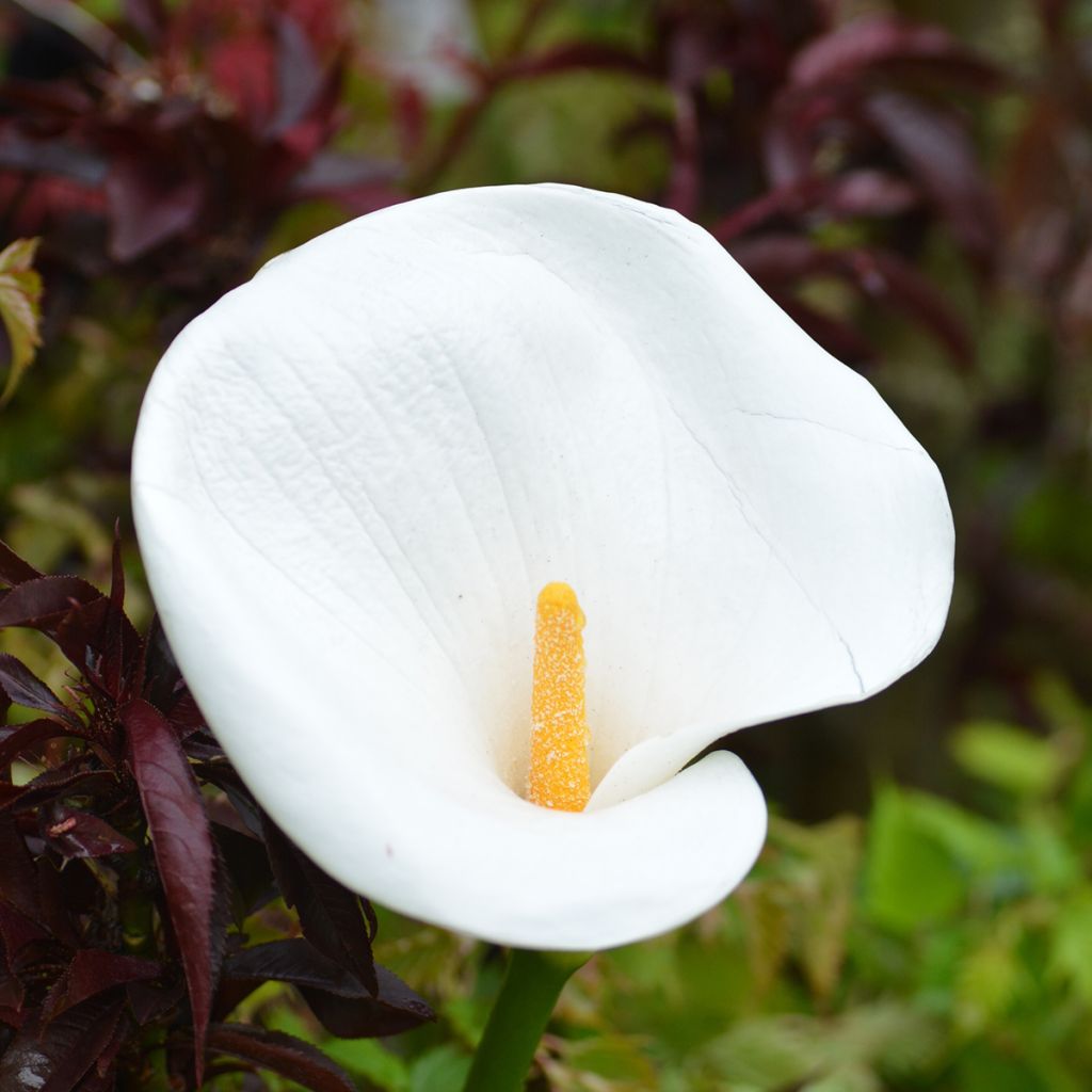 Zantedeschia aethiopica - Cala