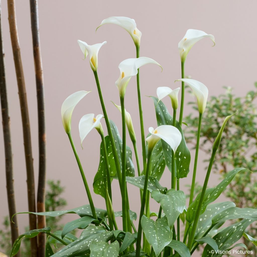 Zantedeschia aethiopica Scented Lady - Cala