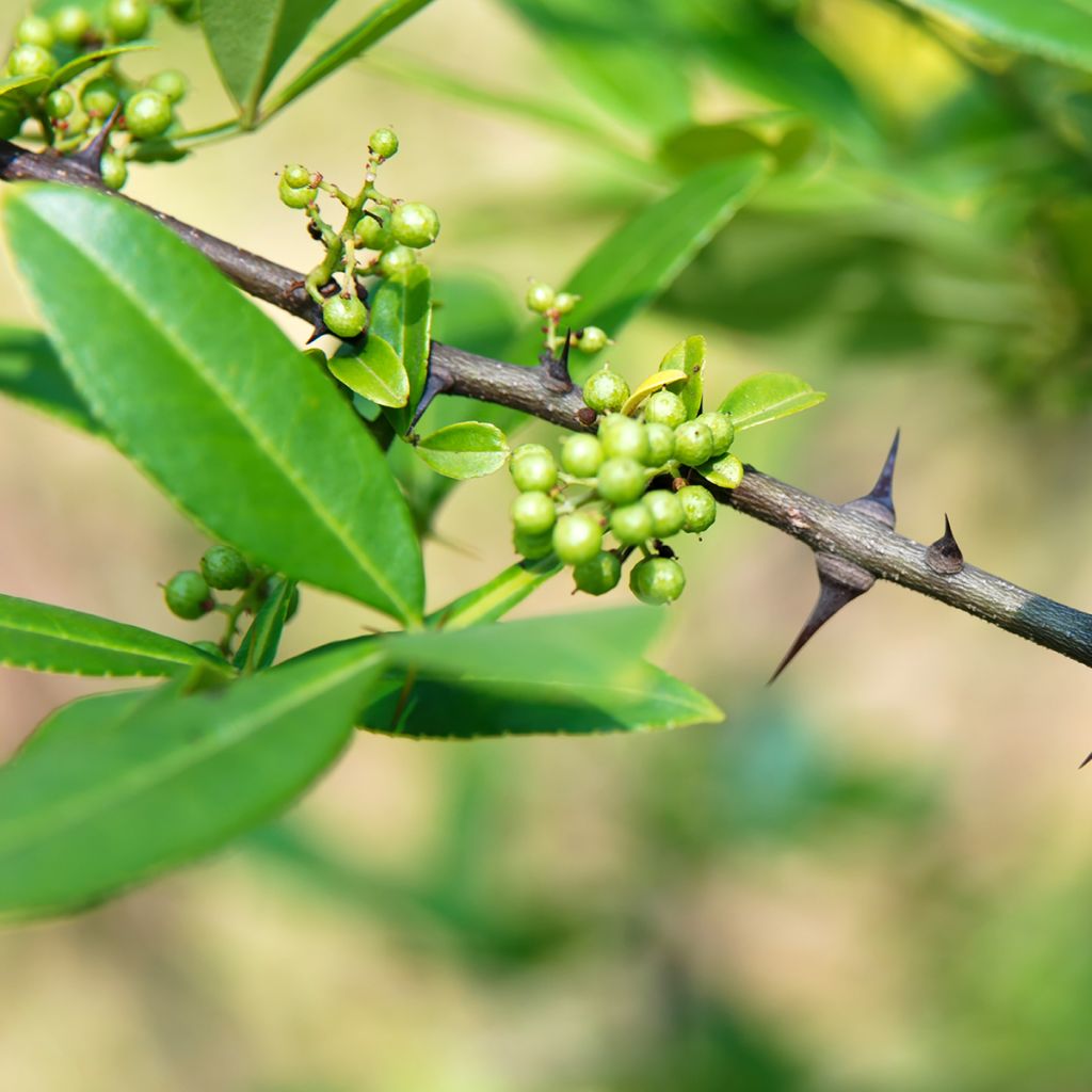 Zanthoxylum armatum - Pimienta de Timut