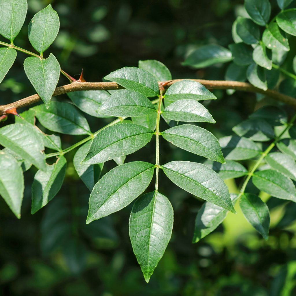 Pimientero coreano - Zanthoxylum coreanum