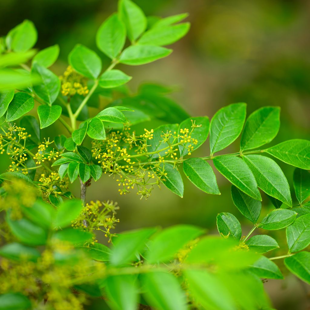 Pimientero coreano - Zanthoxylum coreanum
