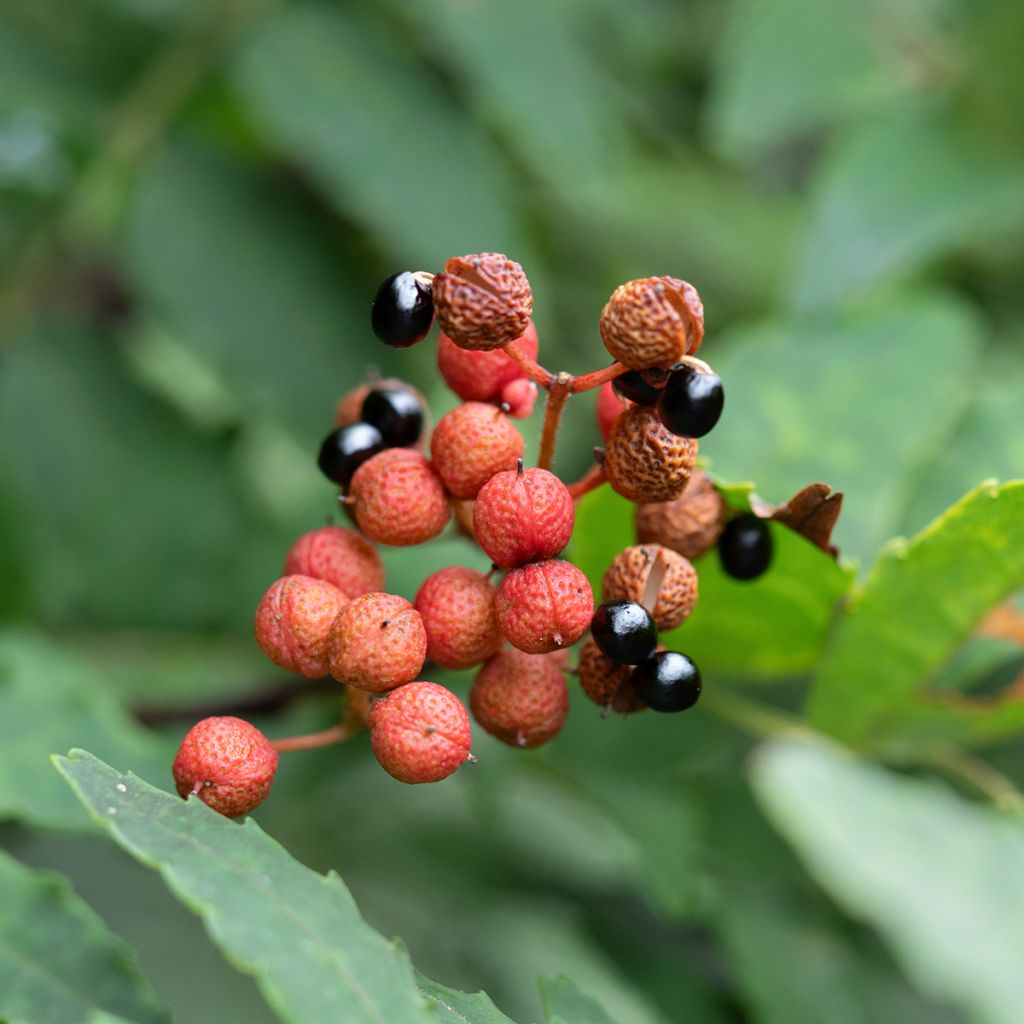 Zanthoxylum piperitum - Pimentero japonés