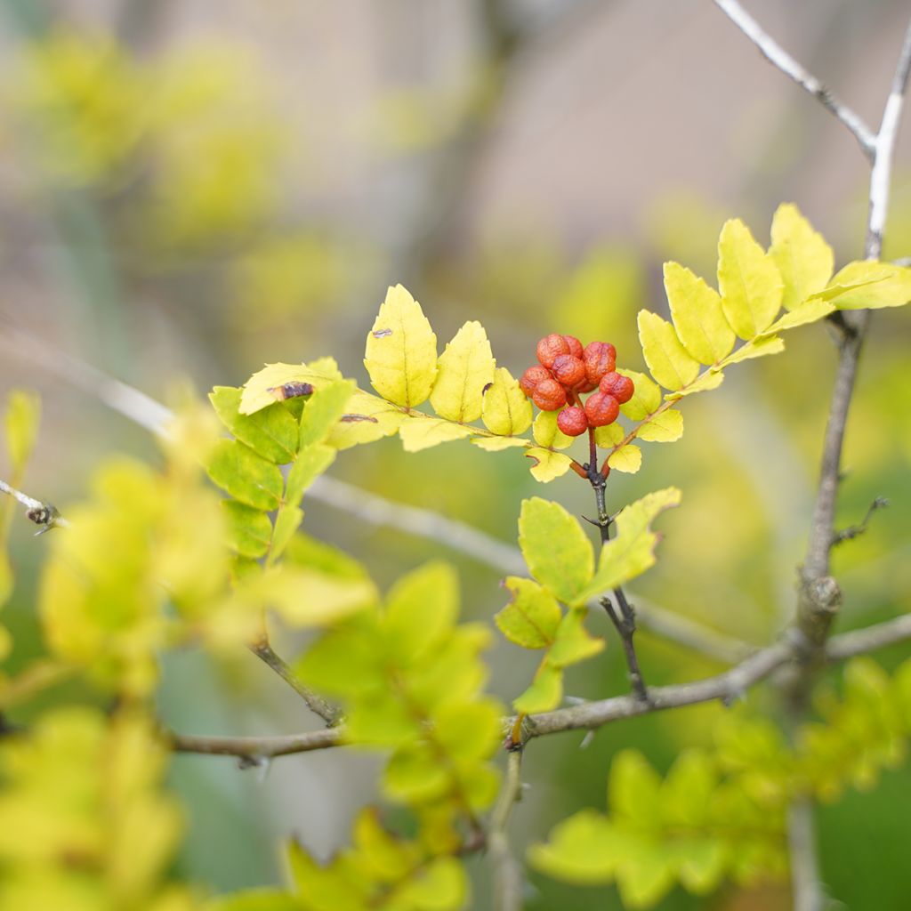 Zanthoxylum piperitum - Pimentero japonés