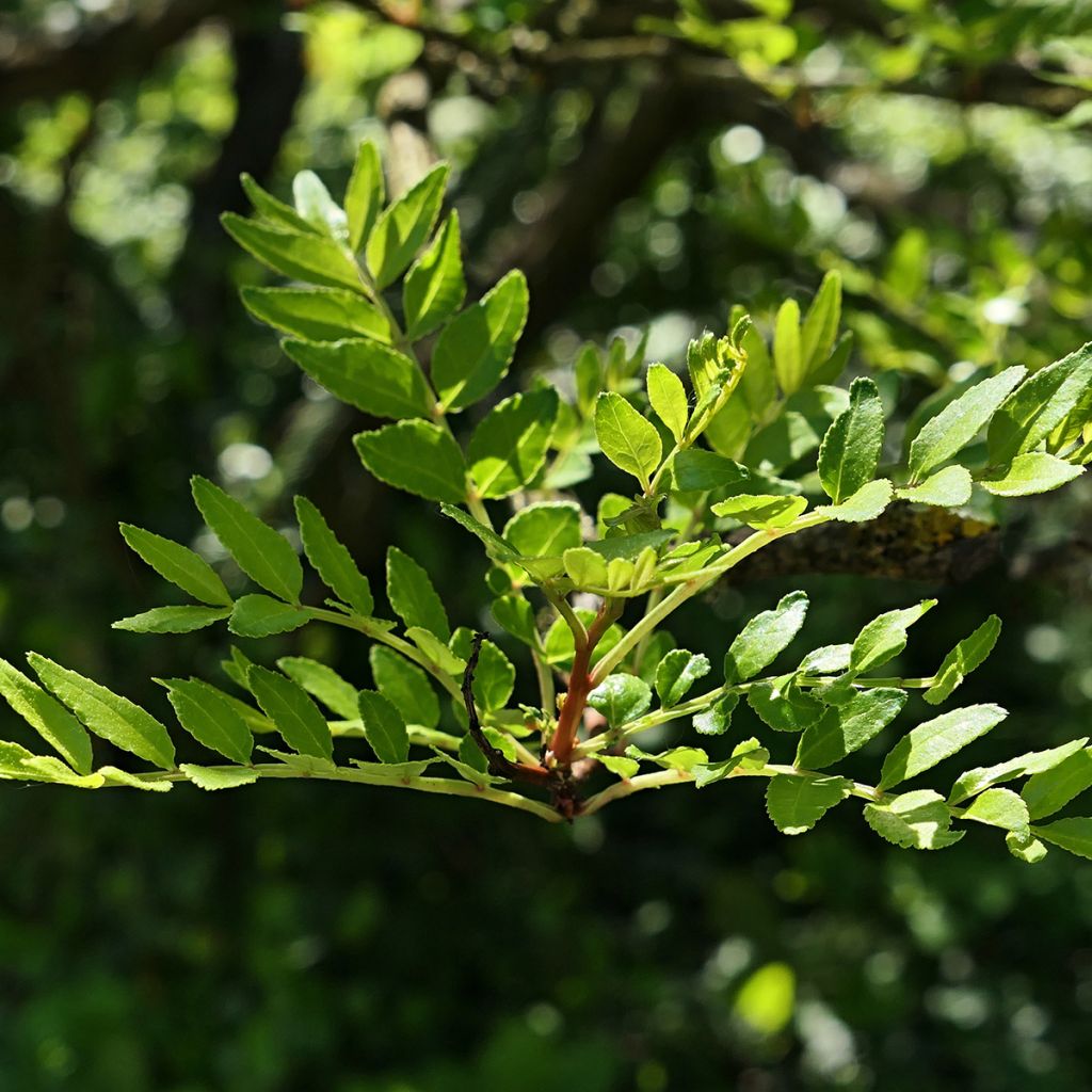 Pimentero japonés - Zanthoxylum schinifolium